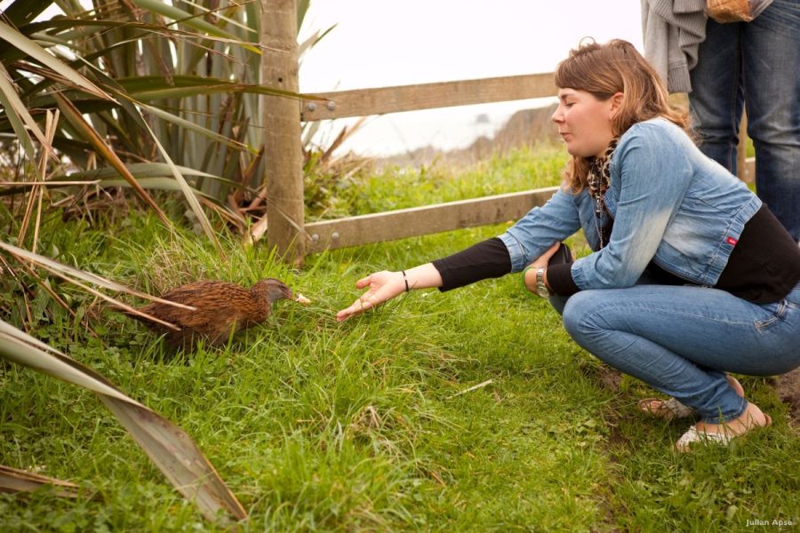 10 Best Wildlife Activities & Tours in New Zealand ???? [2023]