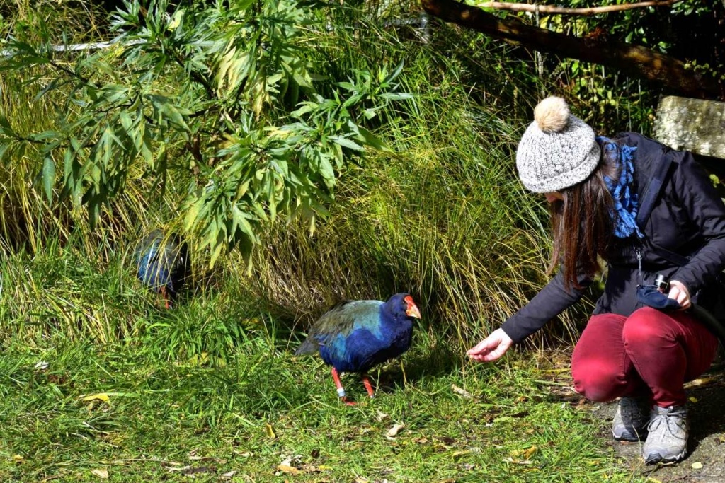 Wellington City - Guide for Backpackers