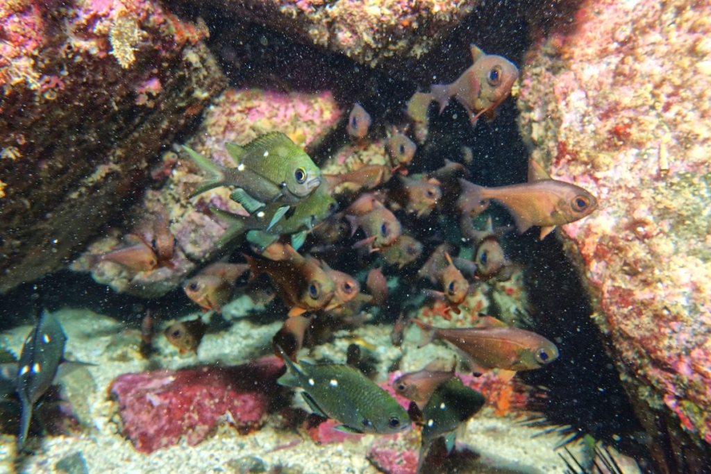 11 Best Places to Scuba Dive in New Zealand