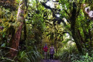 6 Hikes You Have to Do in Egmont National Park