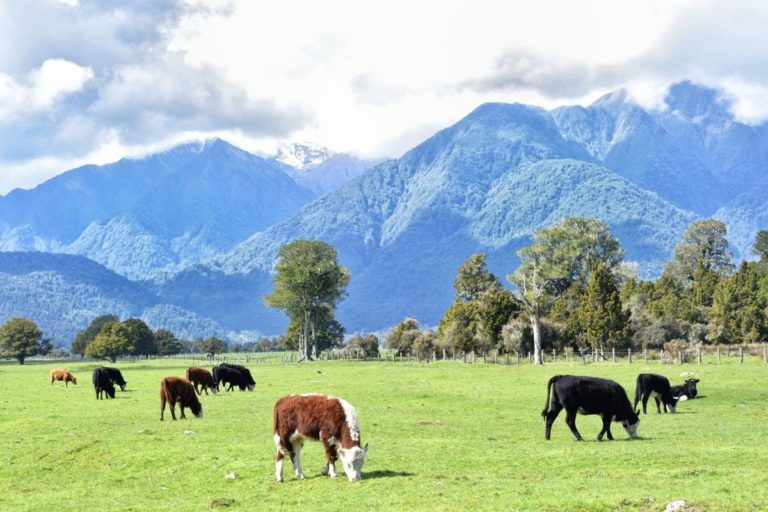 Seasonal Work in New Zealand's Dairy Industry