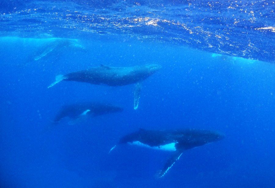 Tonga - Guide for Backpackers