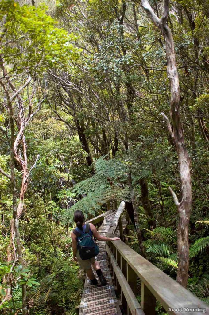12 Must-Do Hikes on Great Barrier Island