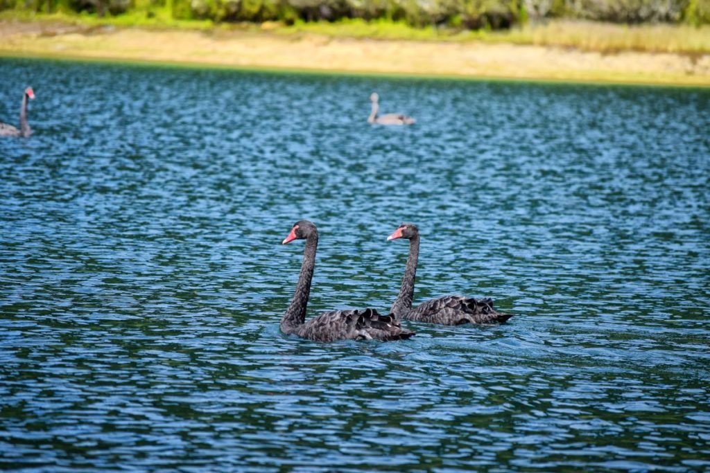 17 Stunning Lake Waikaremoana Walks