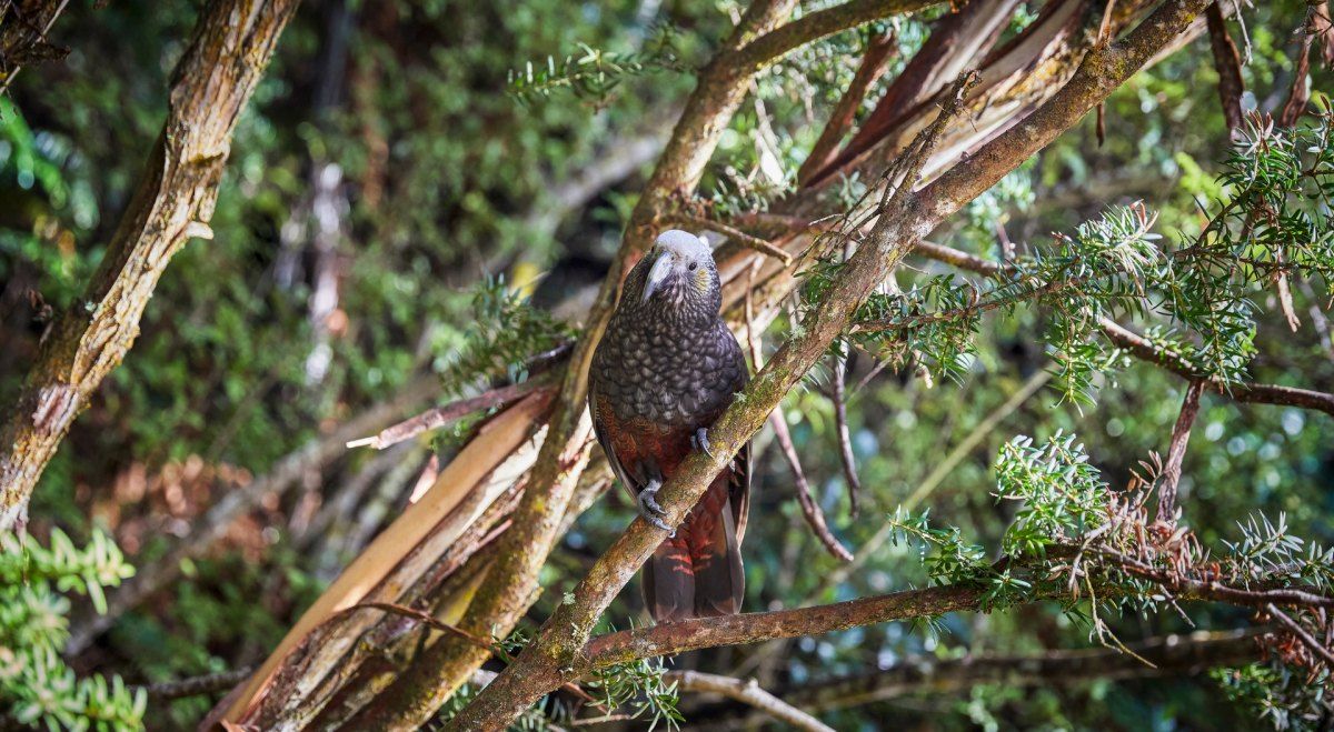 10 Incredible Things to Do on Stewart Island