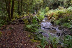 12 Turangi Walks You Can't Miss