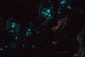 The Best Glow Worm Caves in New Zealand