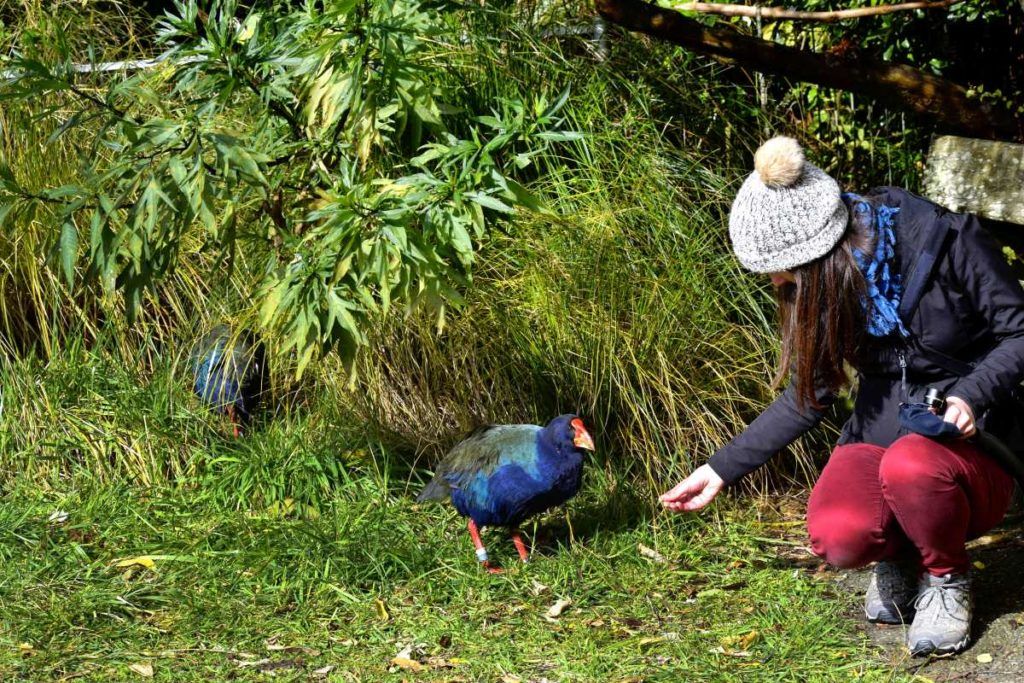 6 Spots to Experience Wellington Wildlife