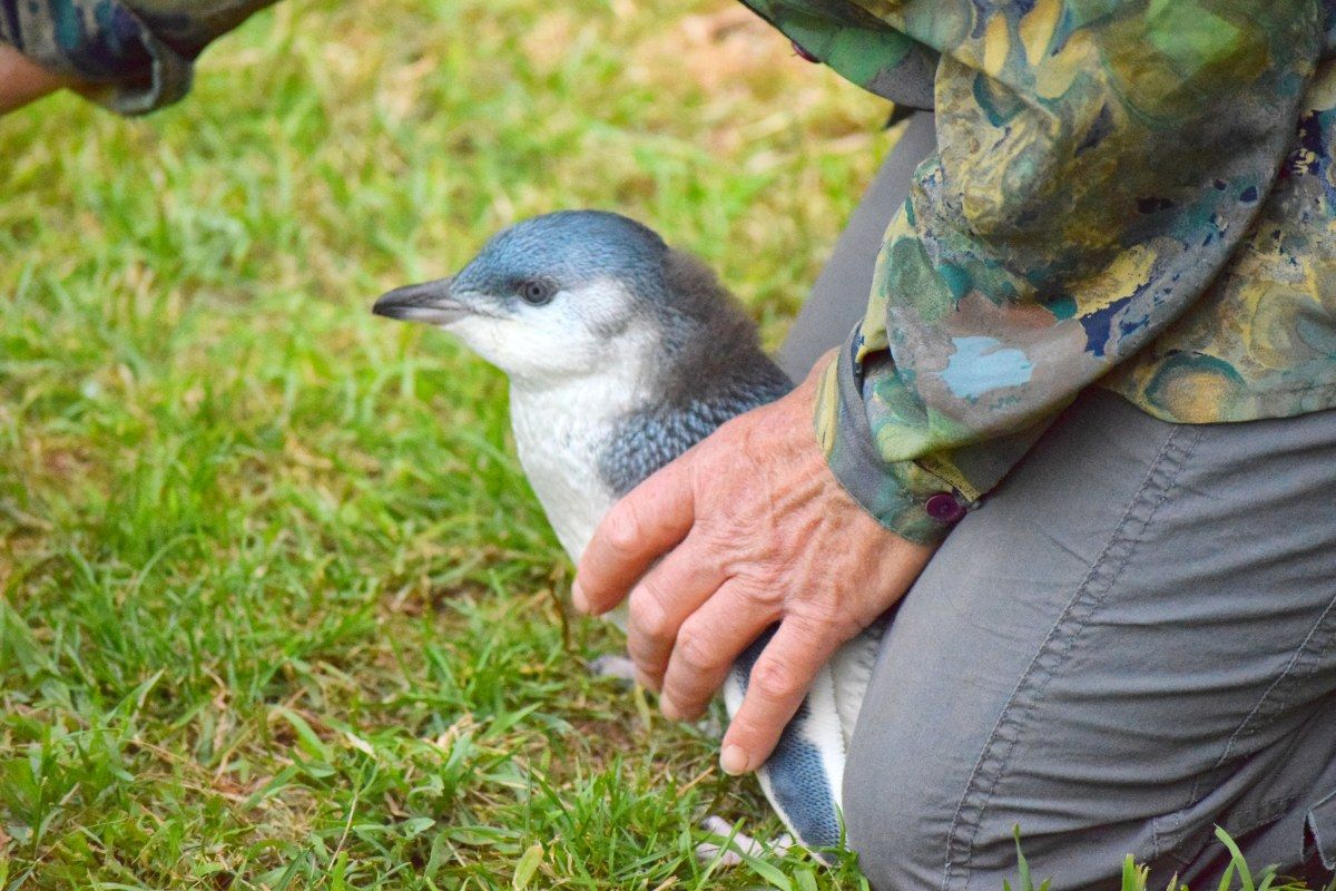 Scenery & Penguin Tour in Akaroa: Releasing Penguins into the Wild - Day 223