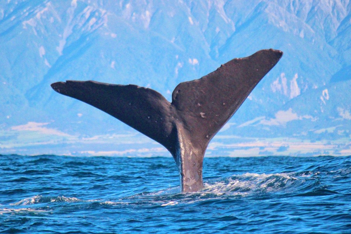 Whale Watching in Kaikoura - Day 241