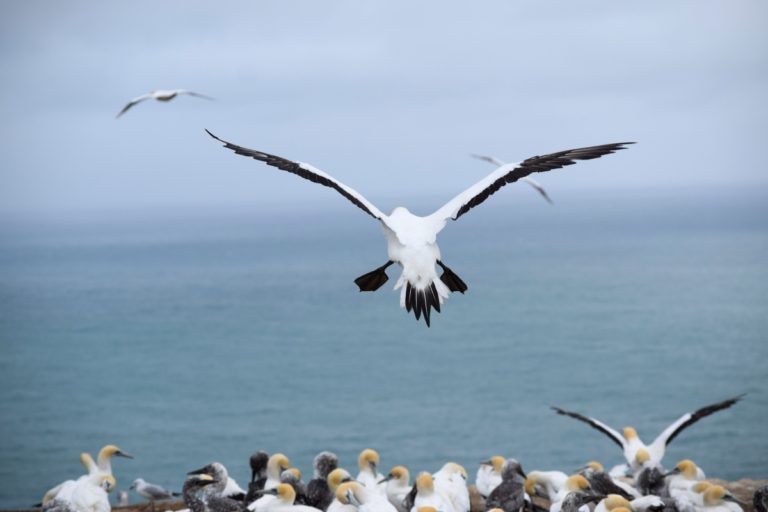 Cape Kidnappers Gannets & Tractor Tour - Day 263