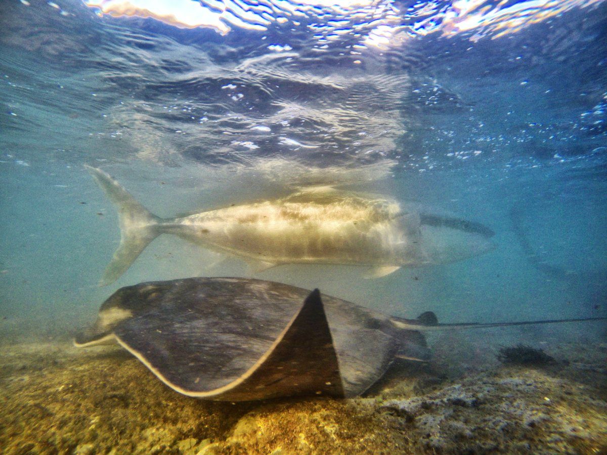 Feeding Wild Stingrays in Gisborne - Day 274