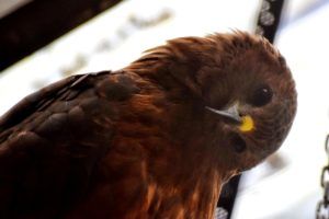 Wingspan: Amazing Wildlife Activity in Rotorua - Day 290, Part 1