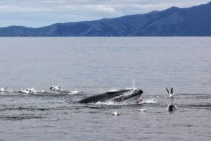 whales auckland new zealand