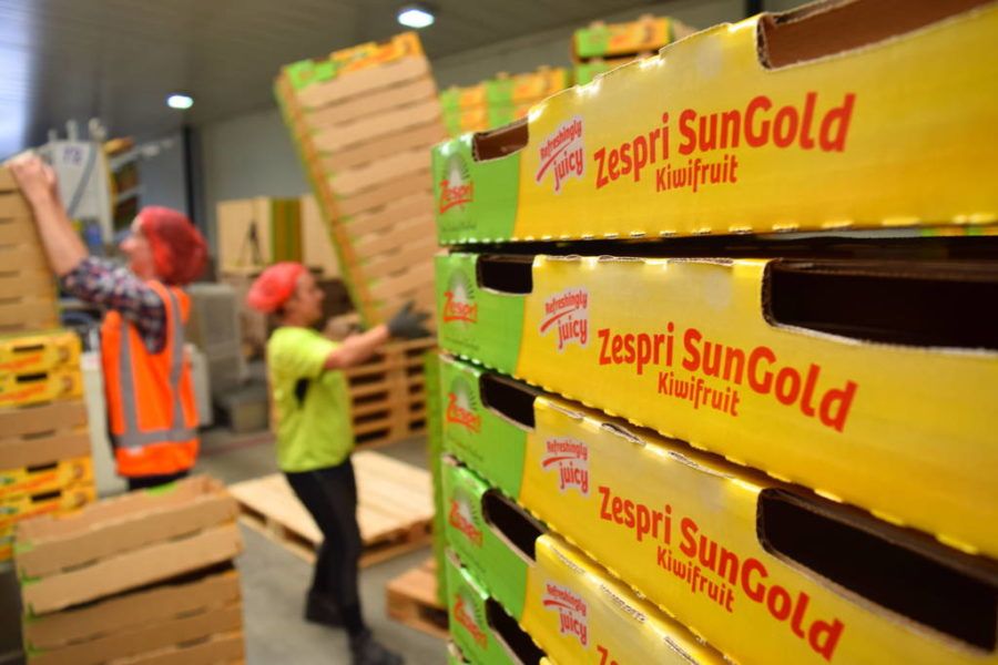 Working a Fruit Picking Job in New Zealand NZ Pocket Guide