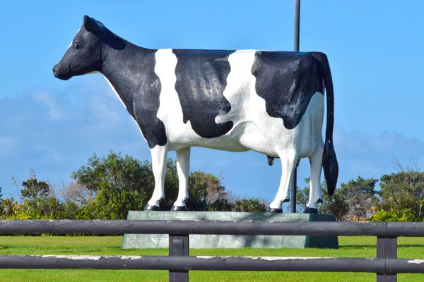 10 Excellent Things to Do in Hawera - NZ Pocket Guide #1 New Zealand ...