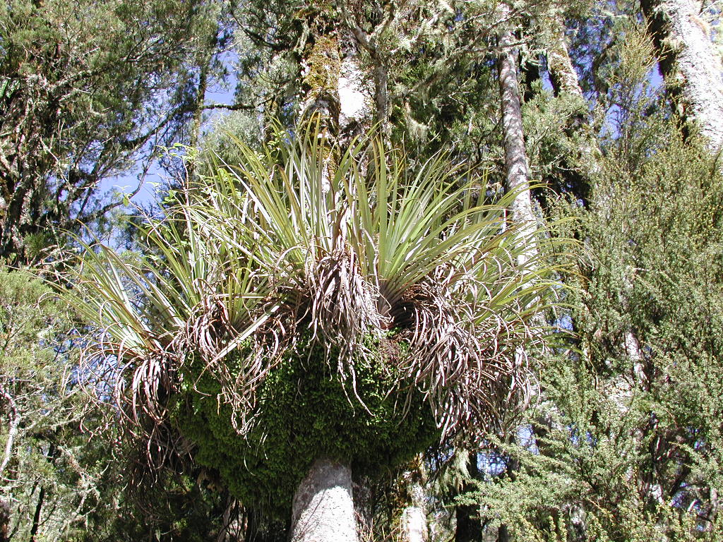 Pseudopanax at en.wikipedia