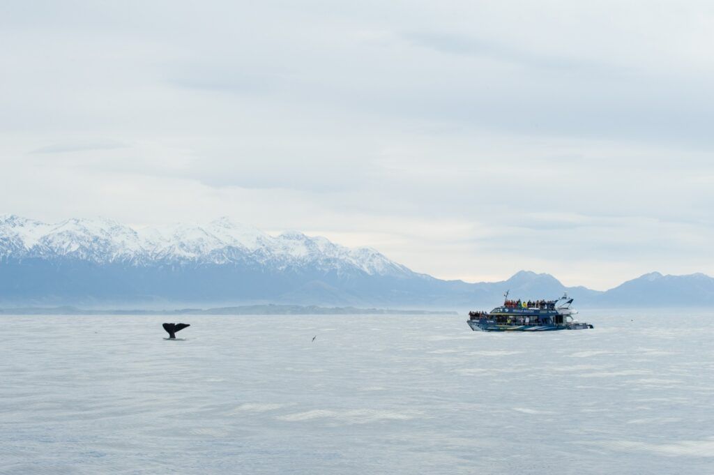 5 Best Wildlife Activities in Kaikoura