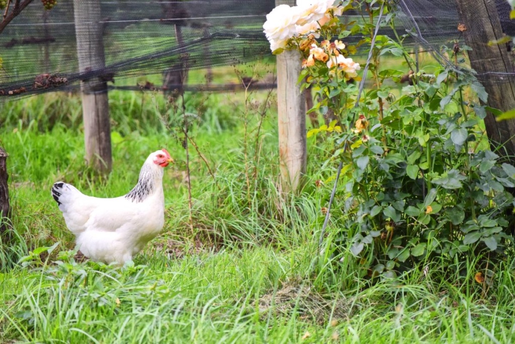 7 Best Breweries & Wineries in Gisborne