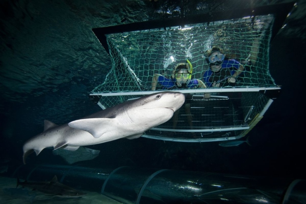 9 Best Adrenaline Activities in Auckland