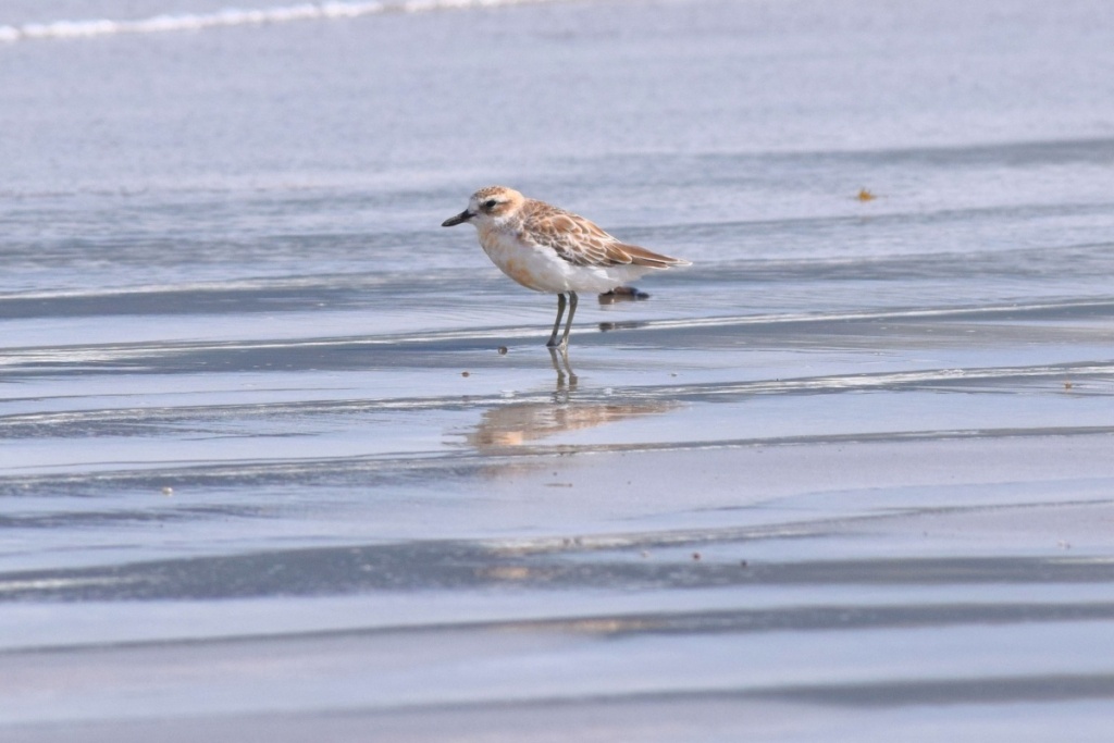 22 Best Things to Do in The Coromandel