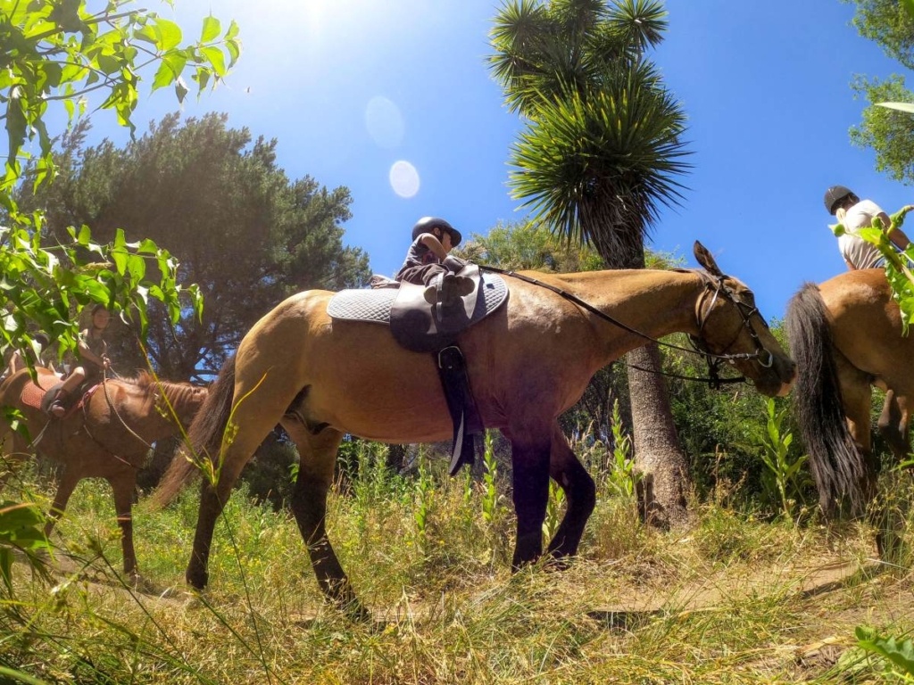 22 Best Things to Do in The Coromandel