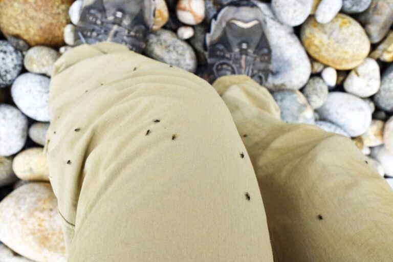 7 Ways to Stop Sandfly Bites