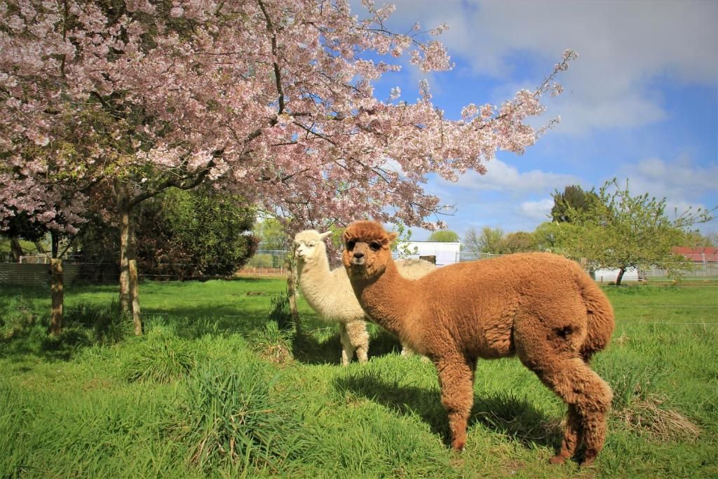 20 BEST Family Accommodations in Rotorua ???? [2023]