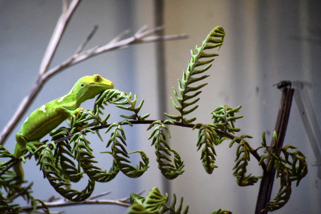 The Travel Guide to Whangarei for Families