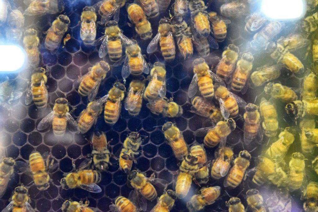 9 Things to Do in Whangarei for Foodies