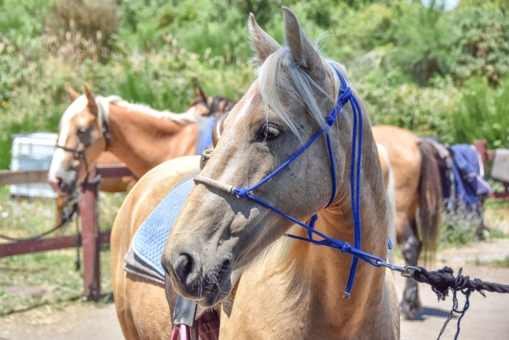 8 Luxury Activities in Whangarei