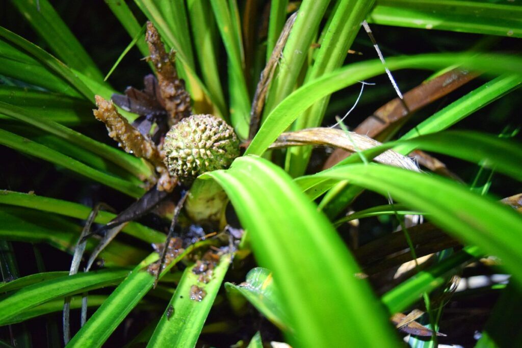 9 Things to Do in Whangarei for Foodies