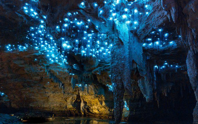 8 Best Waitomo Cave Tours