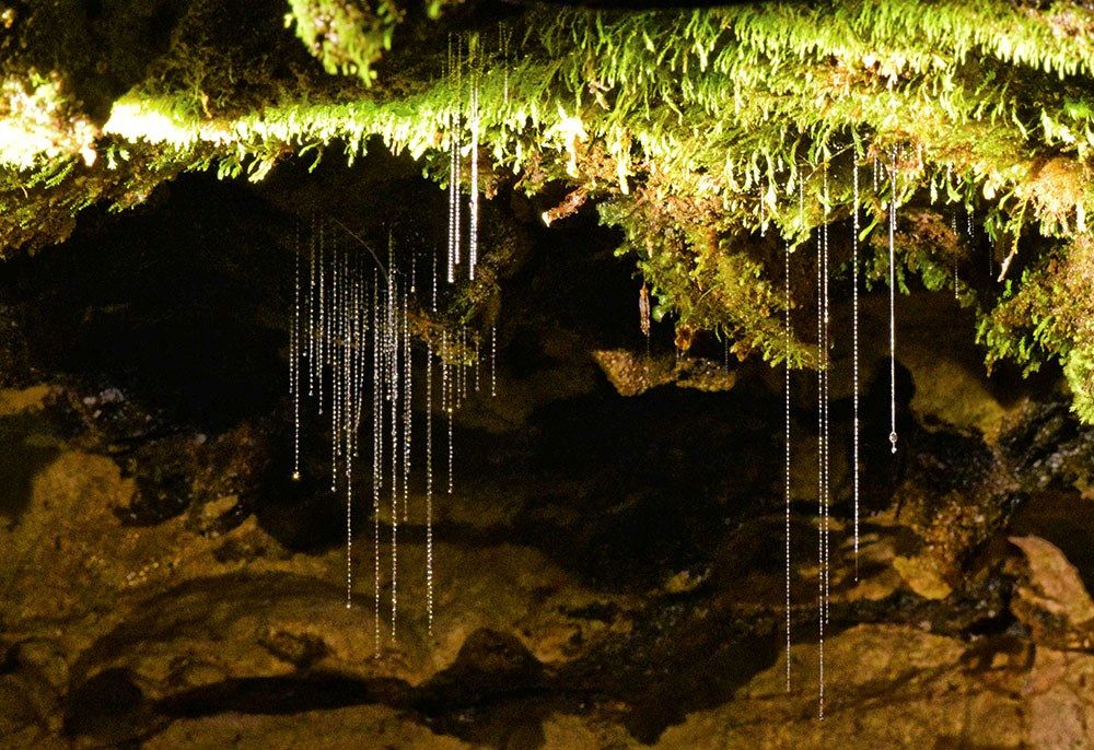 8 Best Waitomo Cave Tours