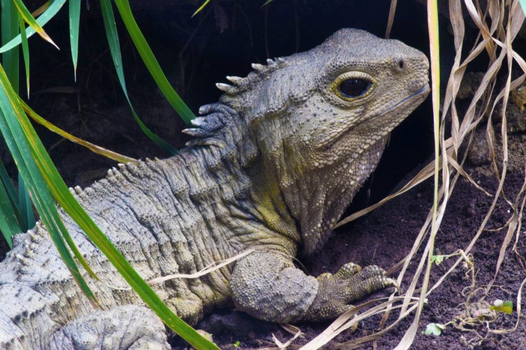 The Guide to Hamilton on a Budget