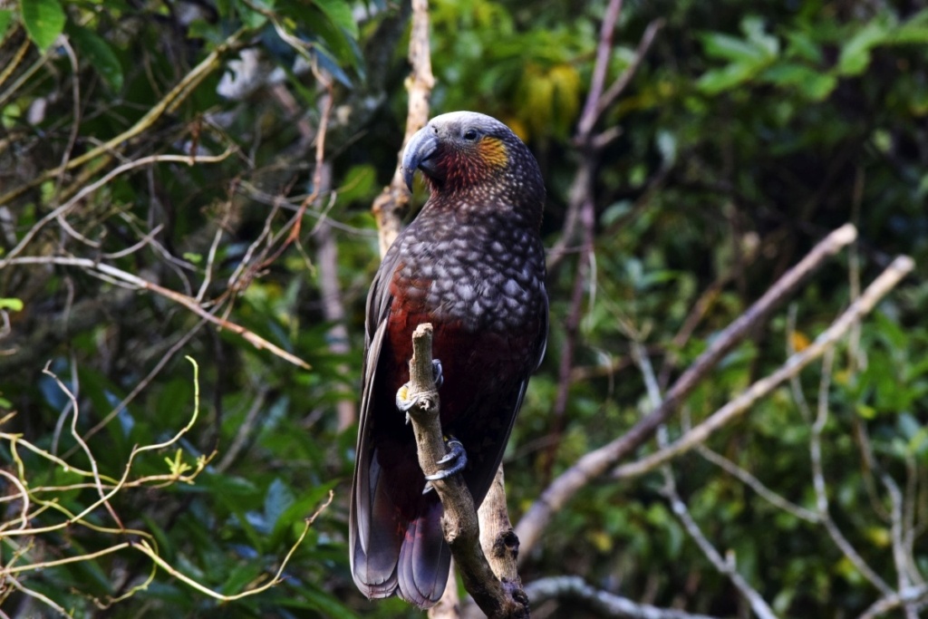 25 Best Things to Do in Wellington