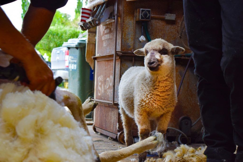 10 Things to Do in Waitomo with Kids