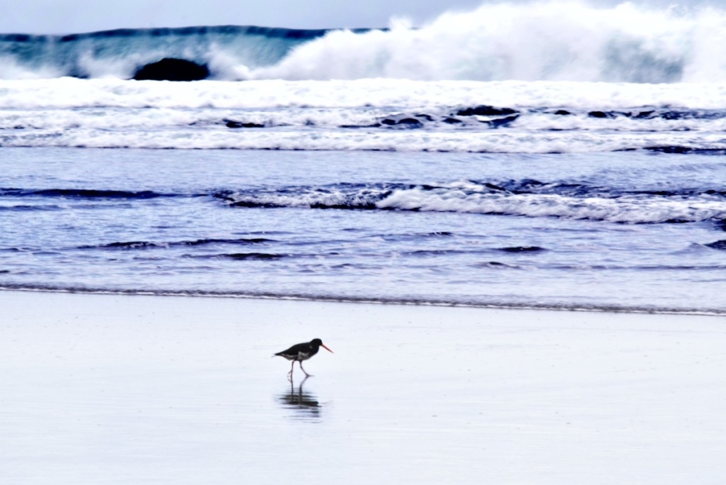 10 Coromandel Beaches You Can't Miss
