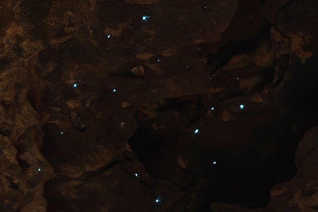 8 Best Waitomo Cave Tours