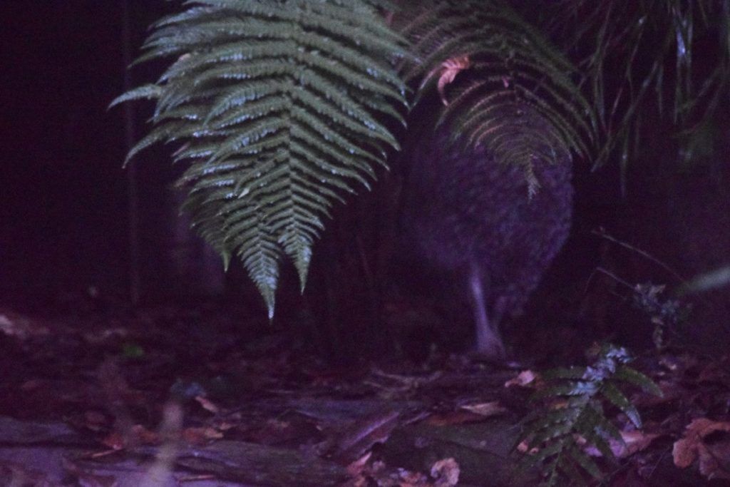 10 Things to Do in Waitomo with Kids