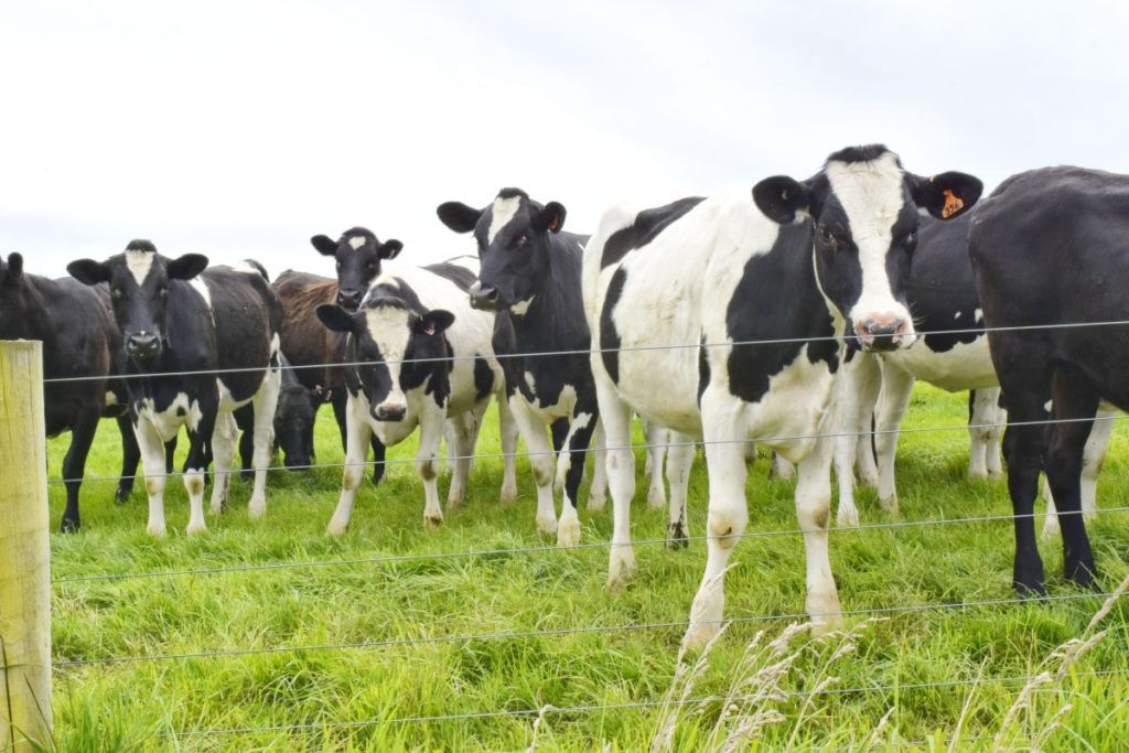 10 Things to Do in Palmerston North with Kids