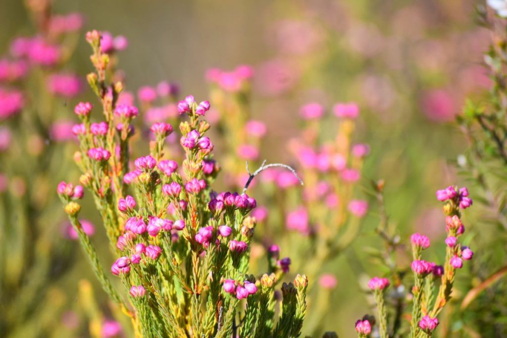 10 Things to Do in Palmerston North with Kids