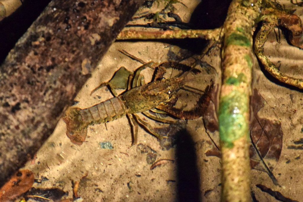 10 Best New Zealand Ingredients to Cook With