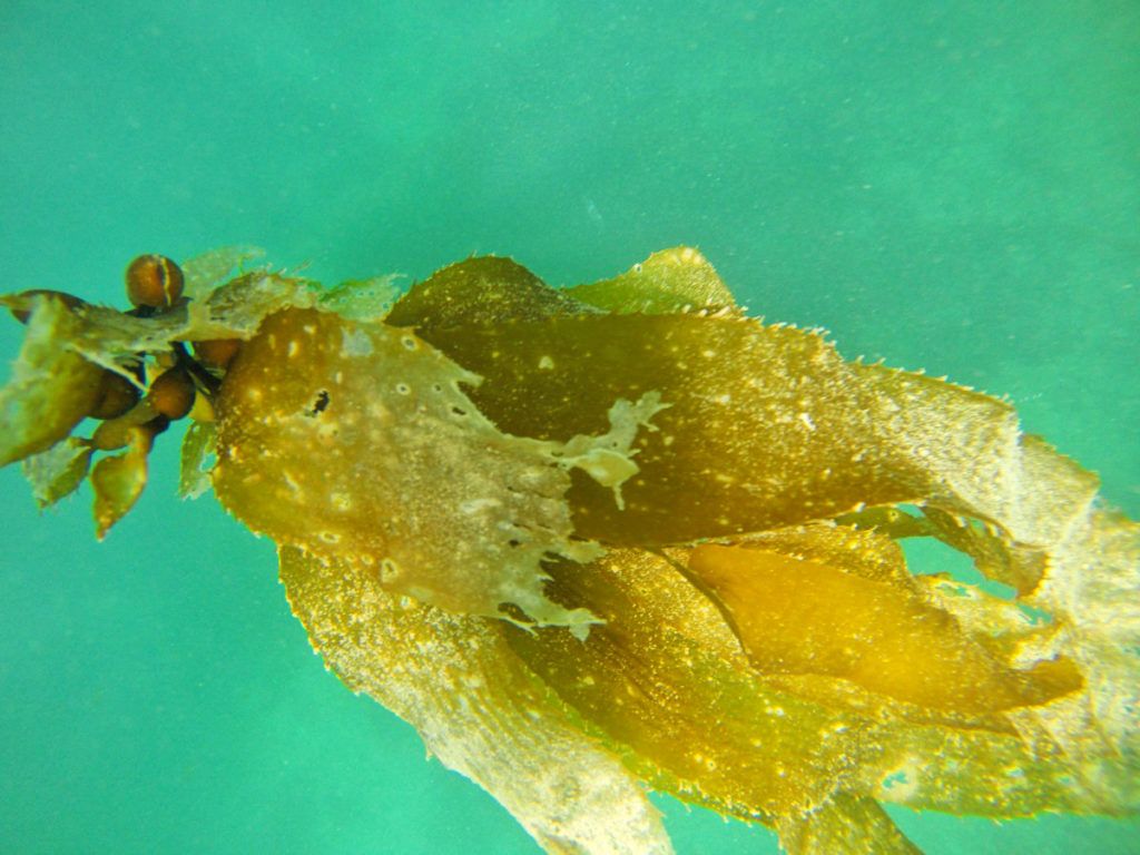 10 Best New Zealand Ingredients to Cook With