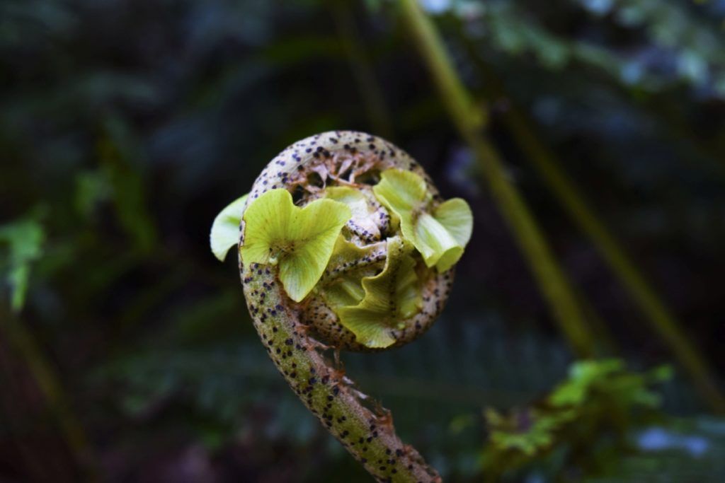 10 Best New Zealand Ingredients to Cook With