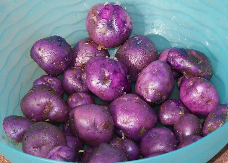 10 Best New Zealand Ingredients to Cook With