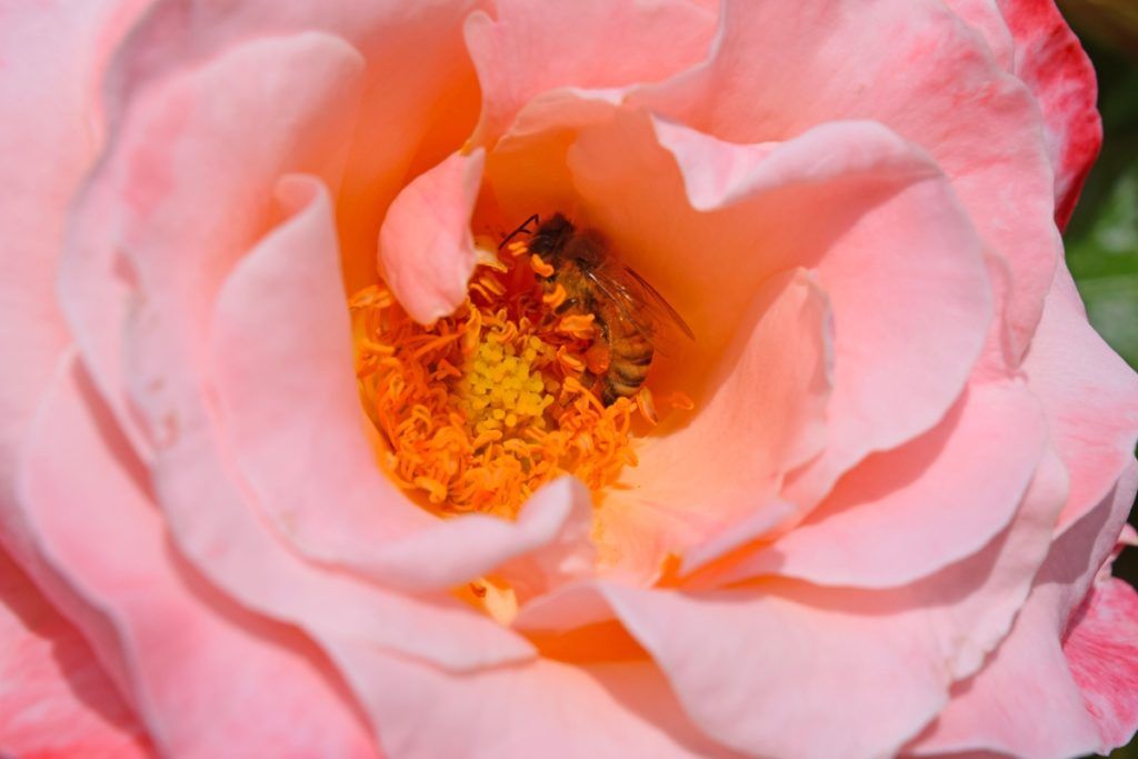 7 Romantic Activities in Palmerston North for Couples