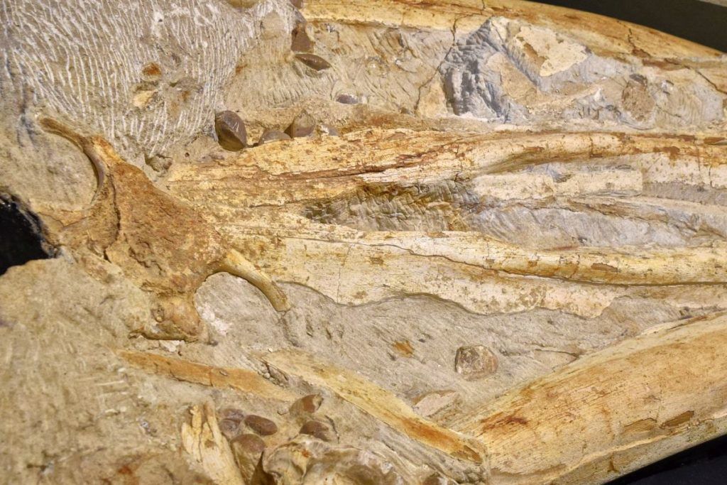 10 Things to Do in Ohakune on a Rainy Day