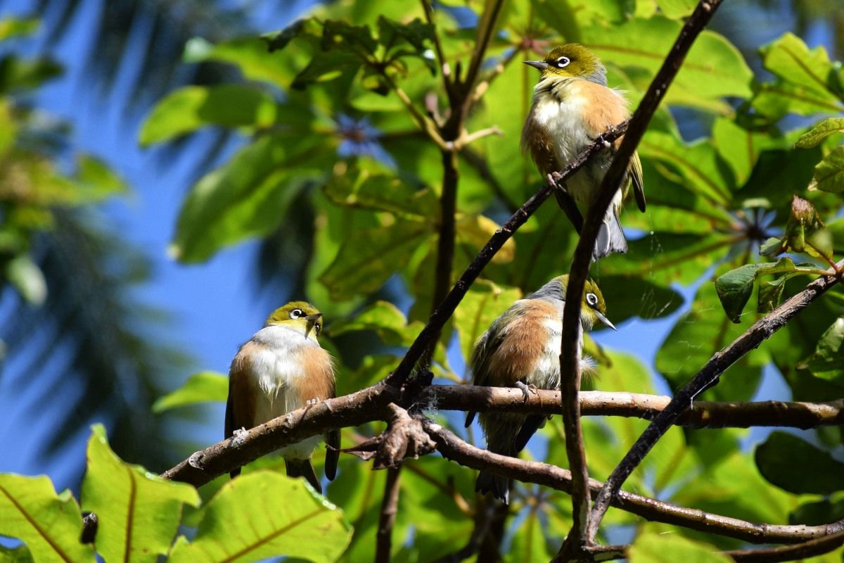 The Guide to Nelson on a Budget