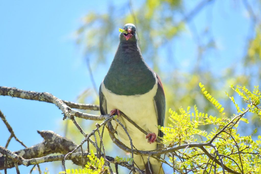 10 Things to Do in Palmerston North with Kids